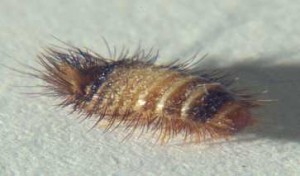larva de escarabajo de alfombra
