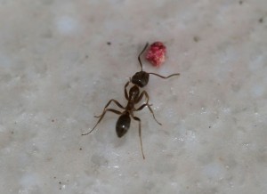 hormiga argentina